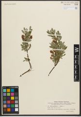 Foto von Salix myrtilloides L. x Salix repens L.